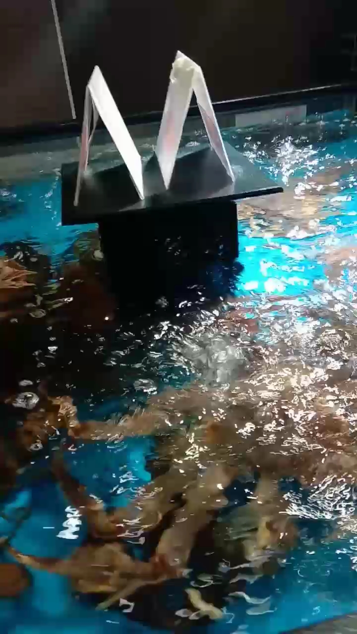 波士顿龙虾
