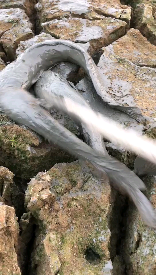 塘角鱼,埃及鱼,胡子鱼,很多地方叫法不一样 