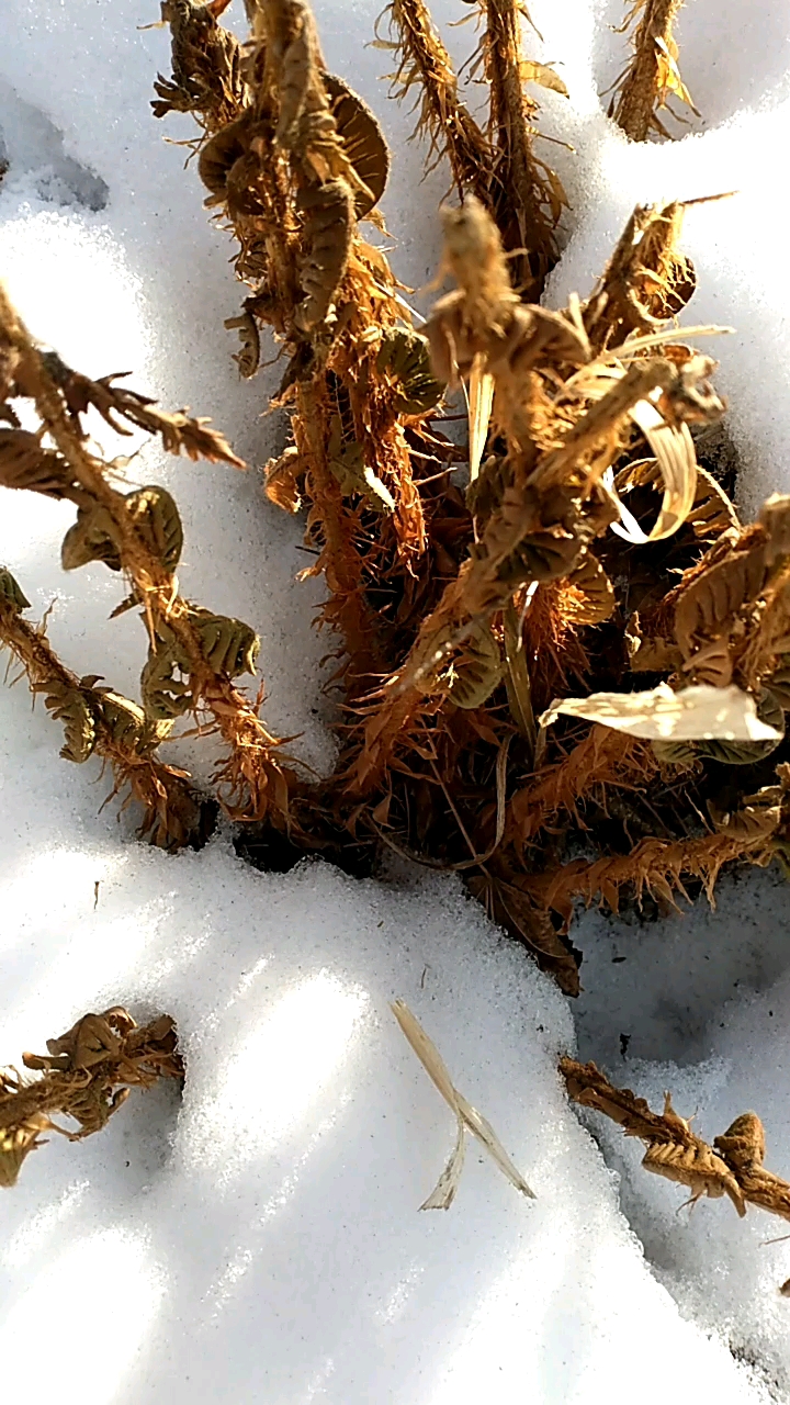 俗称野鸡膀子,学名杜仲,属于中草药