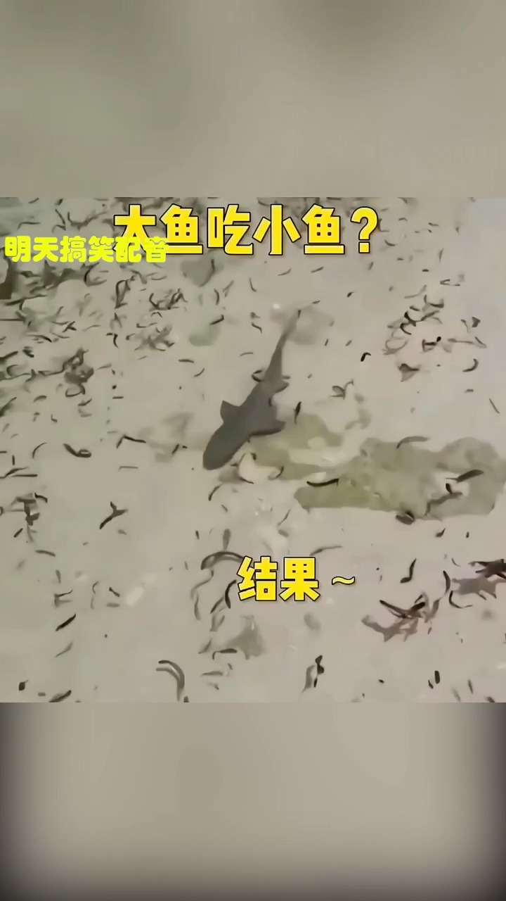 大鱼吃小鱼!