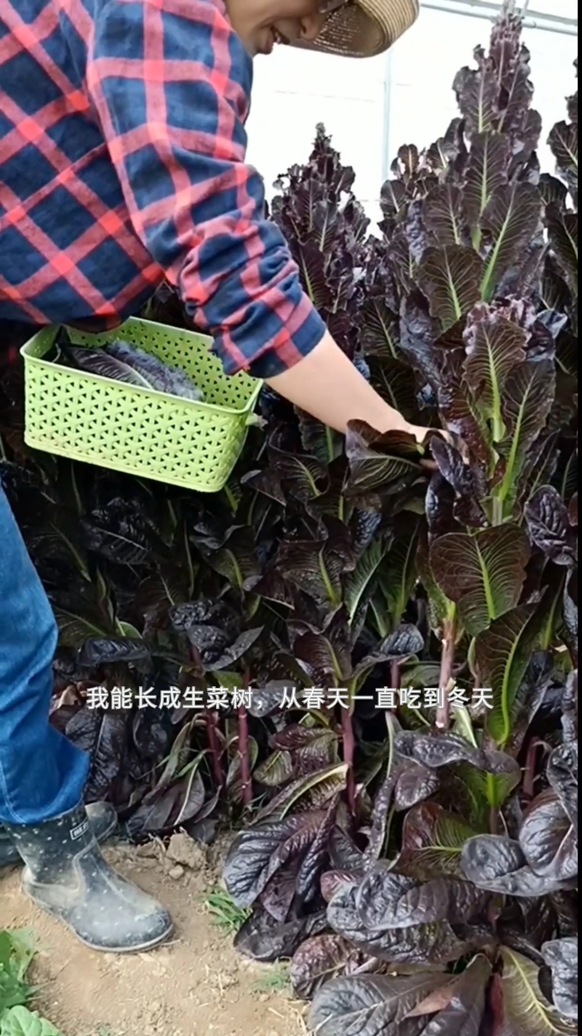 #我爱种菜#这种蔬菜长成一米多高,天天掰叶子吃,采收很久