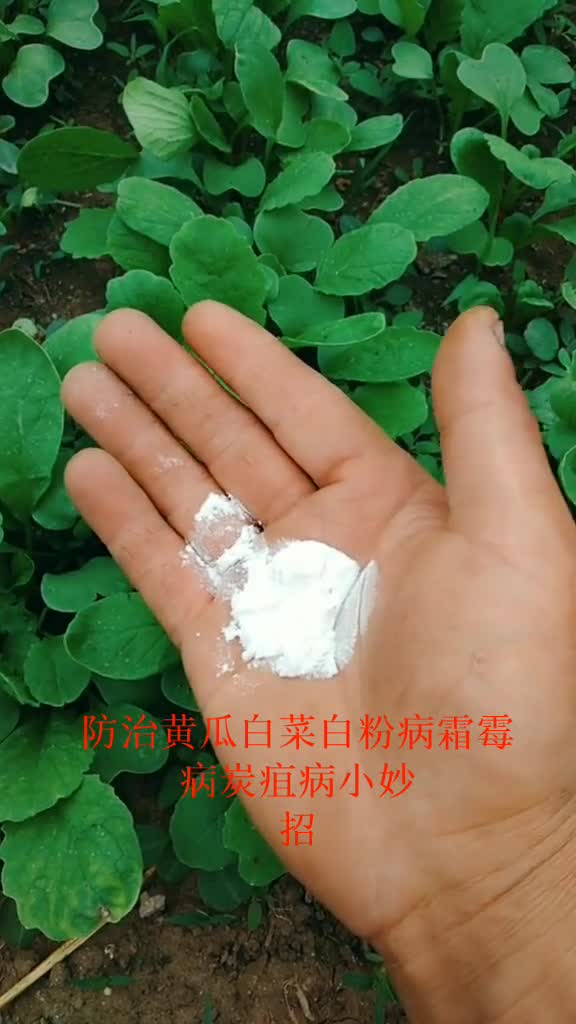 防治蔬菜白粉病霜霉病炭疽病小妙招