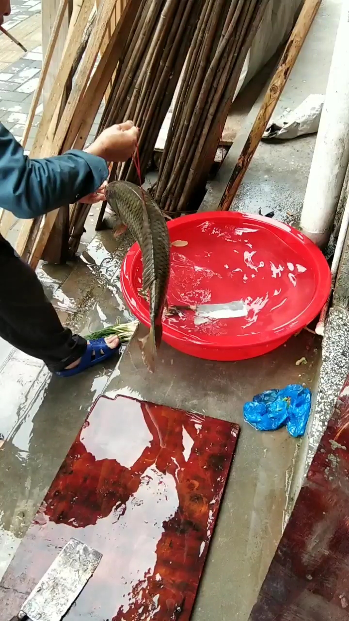 清水江野生鲤鱼重8斤