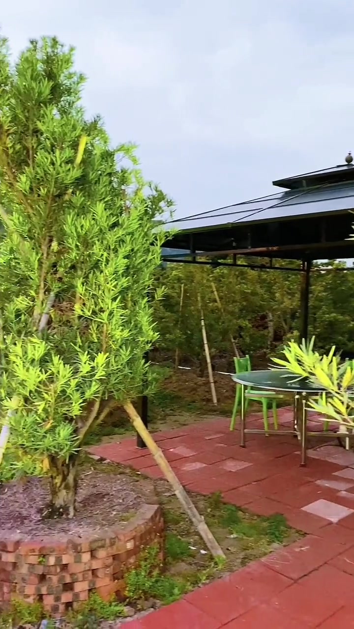 木瓜我们平时都是直接吃,用来跟鸡肉一起煮是种什么味道,你吃过没热门上热门