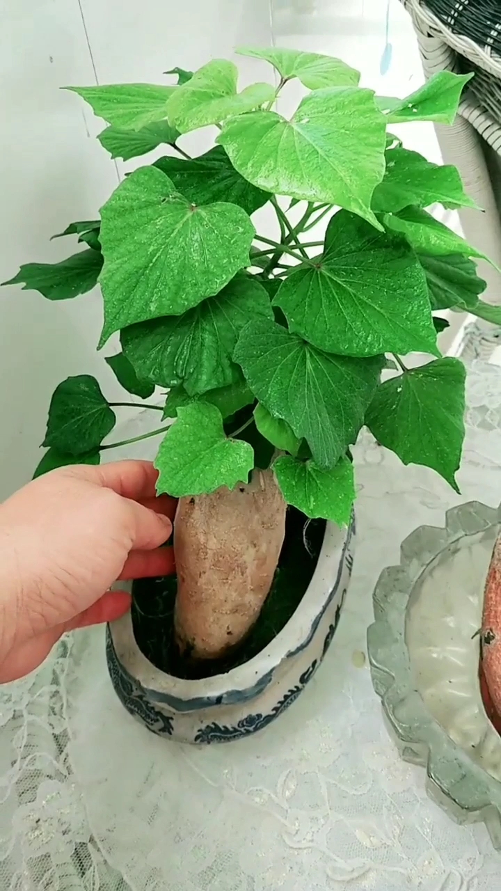 水培红薯的方法