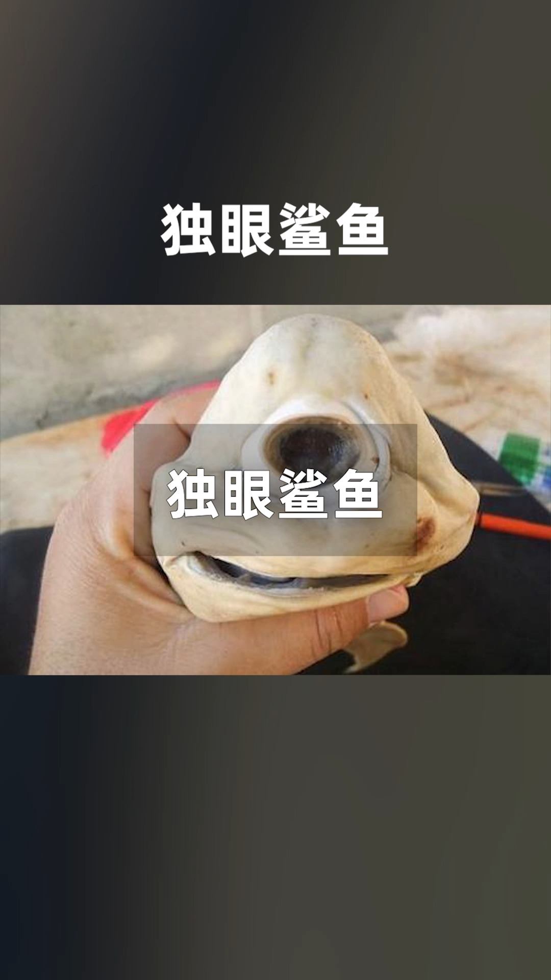 独眼鲨鱼