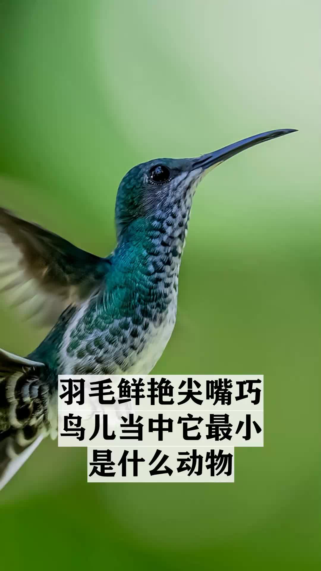 羽毛鲜艳尖嘴巧,鸟儿当中它最小是什么