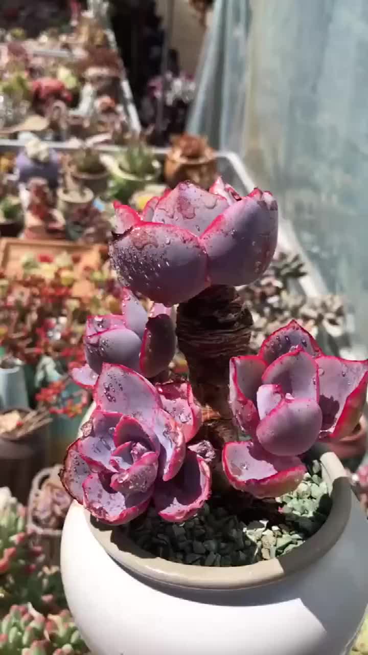 这盆多肉晚霞老桩,形状控的太好看了,果然是高手操作