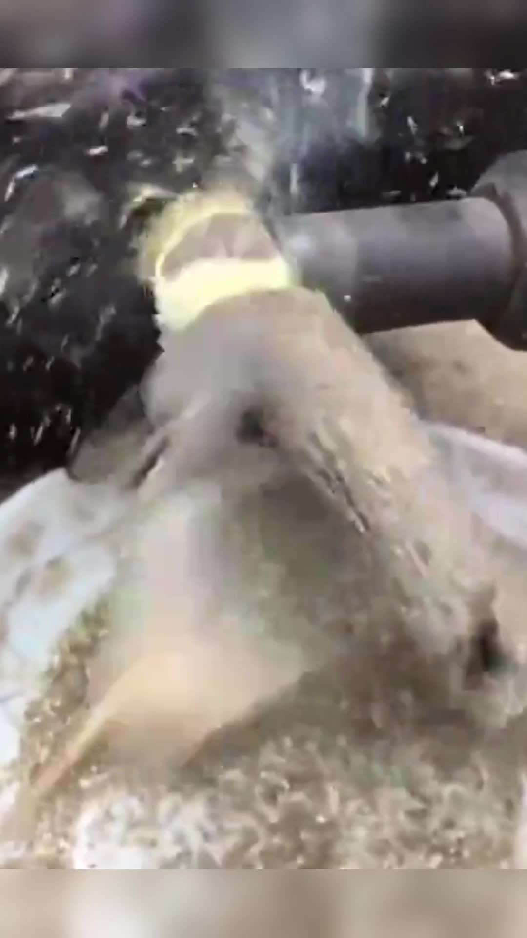 #我要上热门#水果树枝盘珠子,你能看出来这是什么品种的水果树吗
