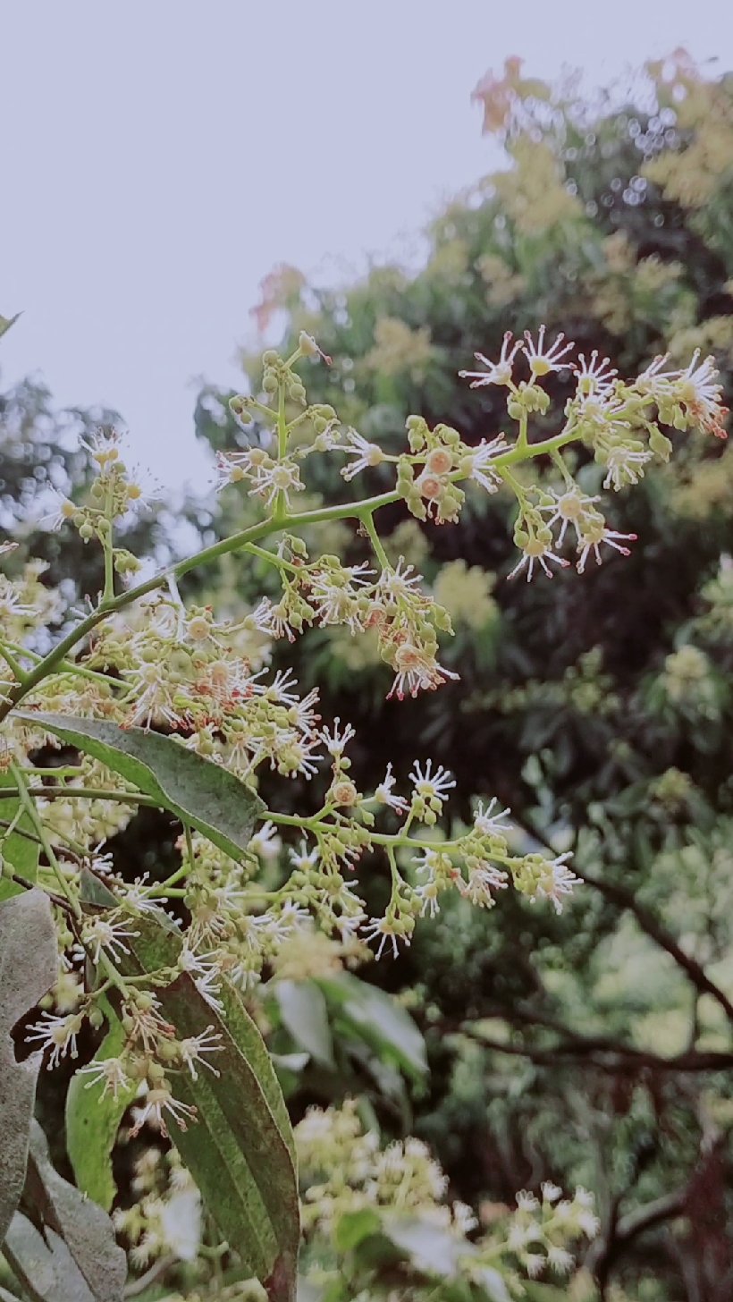 #诗画方寸#龙眼,就是桂圆,所以,龙眼树开的是桂圆花