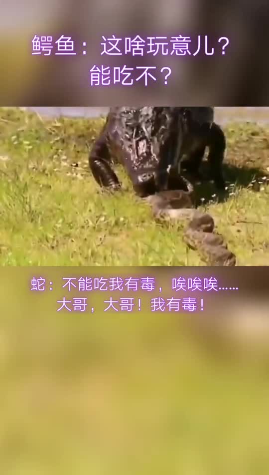 动物世界鳄鱼这啥玩意儿能吃吗蛇不能吃,我有毒唉唉唉