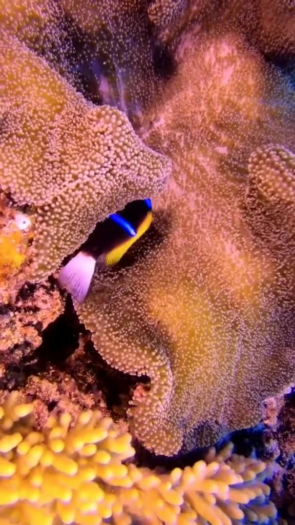 这是什么鱼好好看海底世界我要上热门动物海水鱼海洋生物