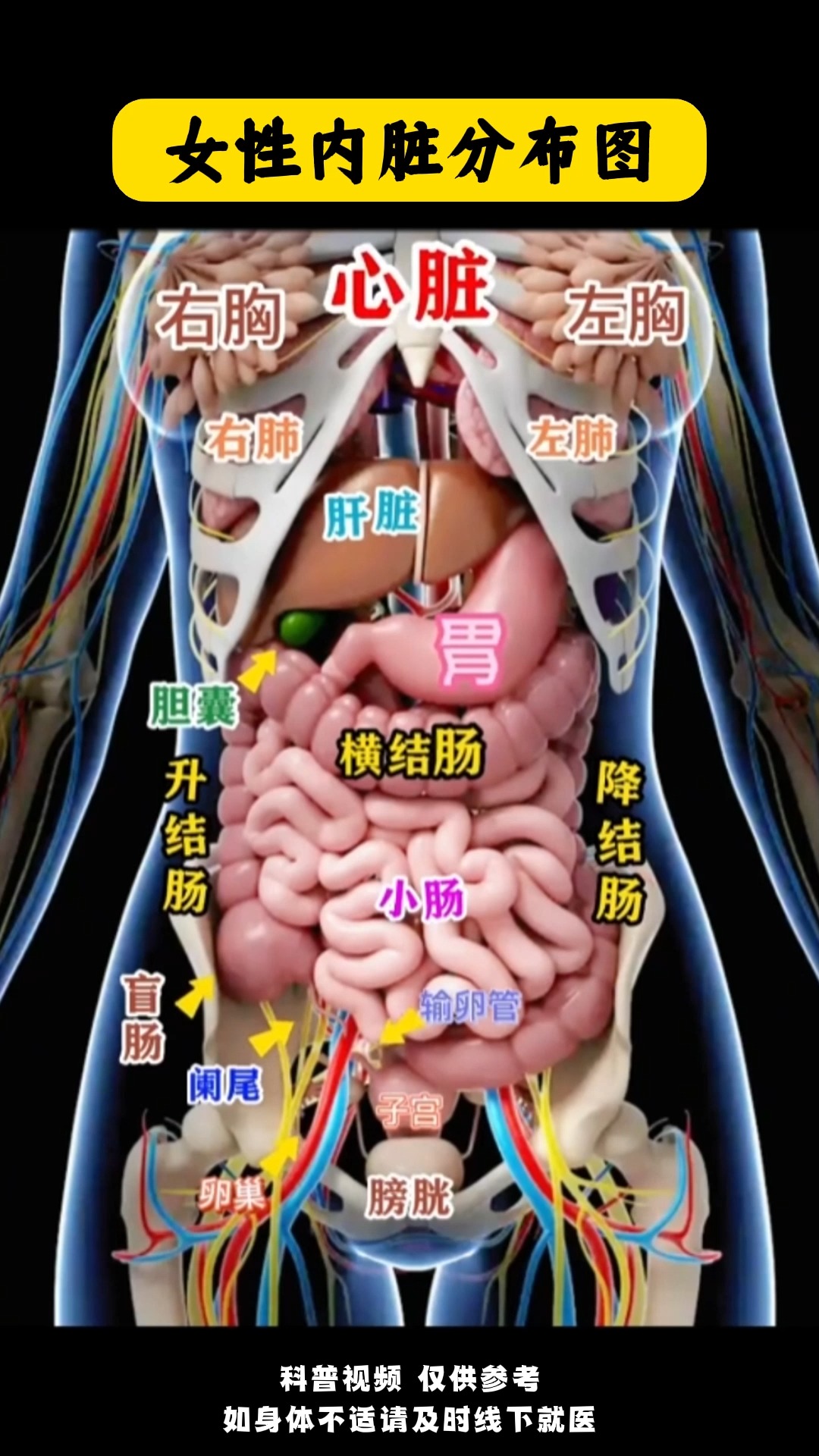 女性内脏分布图