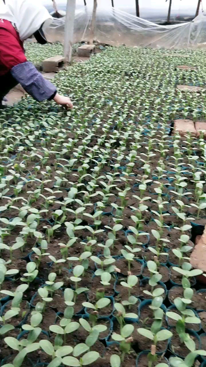 西瓜秧除草