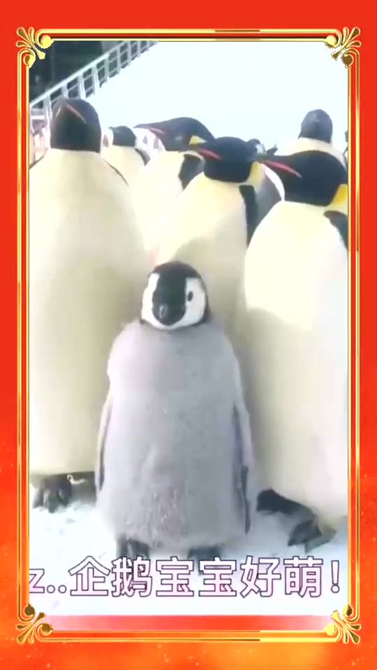 #搞笑段子#好可爱的一家人,但是企鹅宝宝是你俩的不,肤色咋就差这么大呢