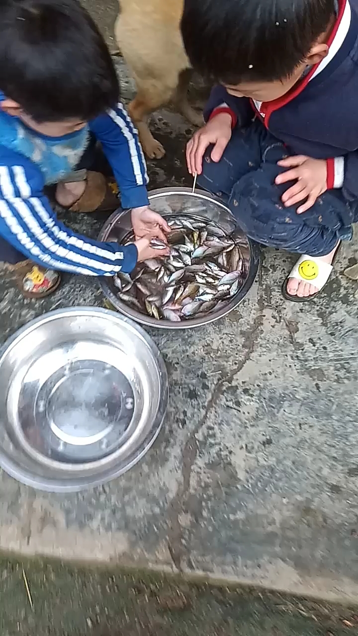 淡水野生小鱼