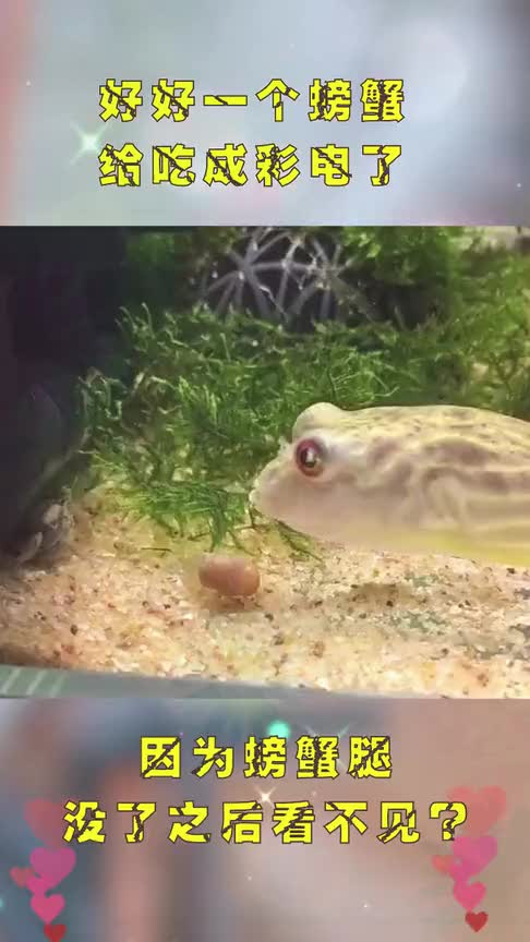 螃蟹的眼睛真长在腿上腿没了之后看不见了