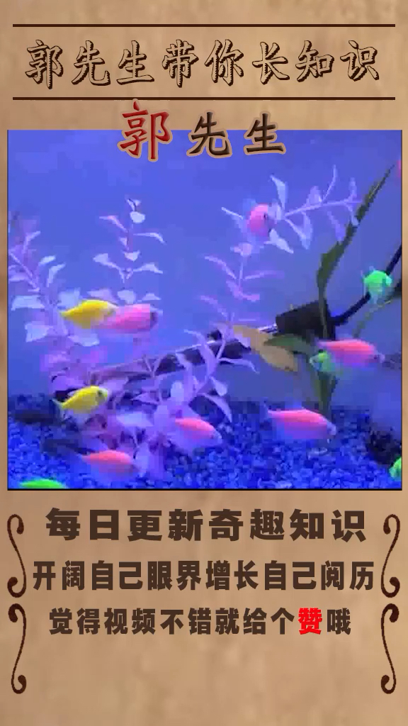 颜色最怪异的动物之斑马鱼