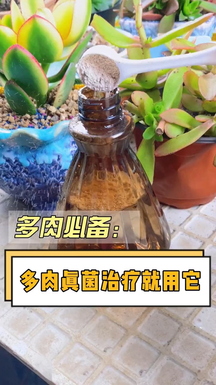 多肉黑腐化水怎么办?多肉长黑斑、长白毛、掉叶子等等都可以用它哦#多肉植物#