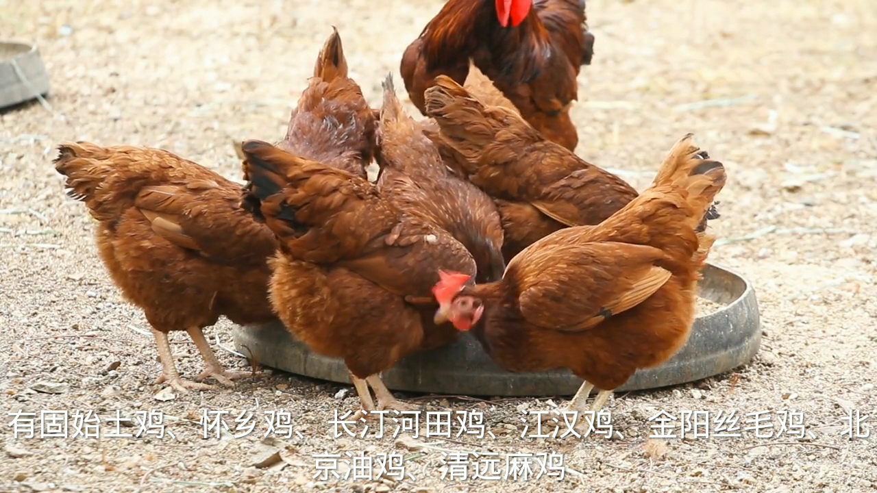 散养土鸡十大品种