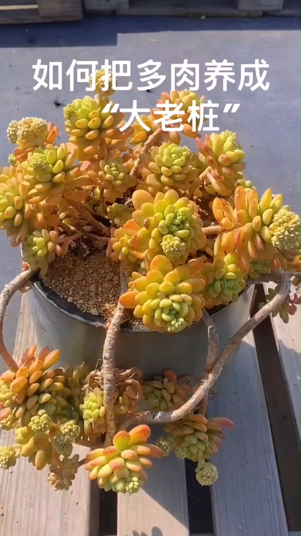 多肉 爱生活爱养花 多肉植物 平时做好4件事 轻松养成大老桩