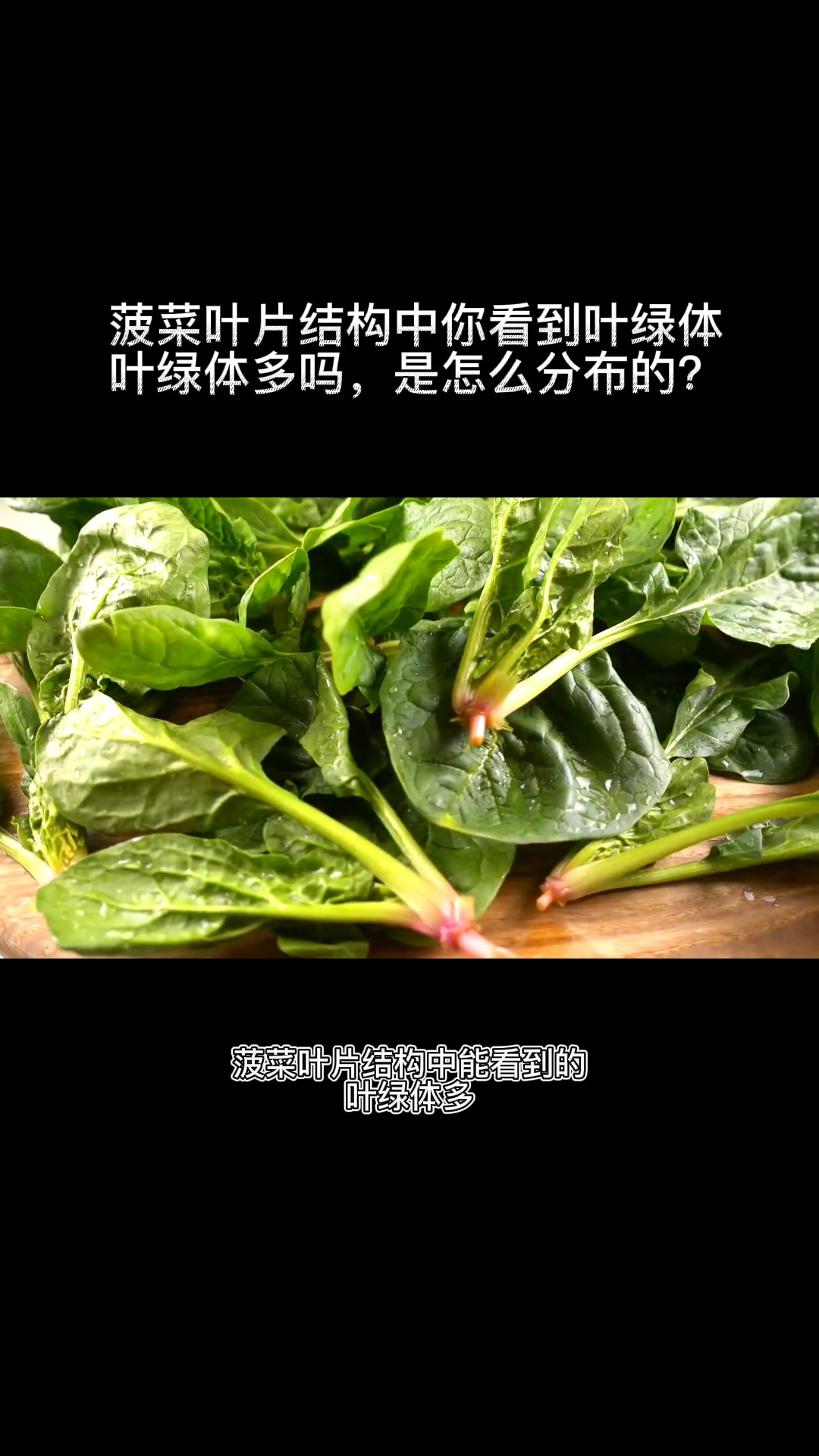 菠菜叶片结构中你看到叶绿体叶绿体多吗,是怎么分布的?