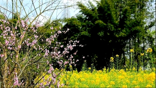 油菜花开香飘十里