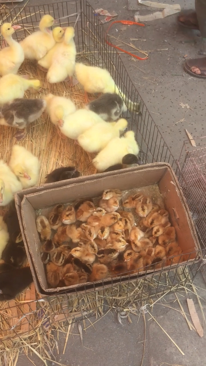 小鸡,小鸭,小鹅,