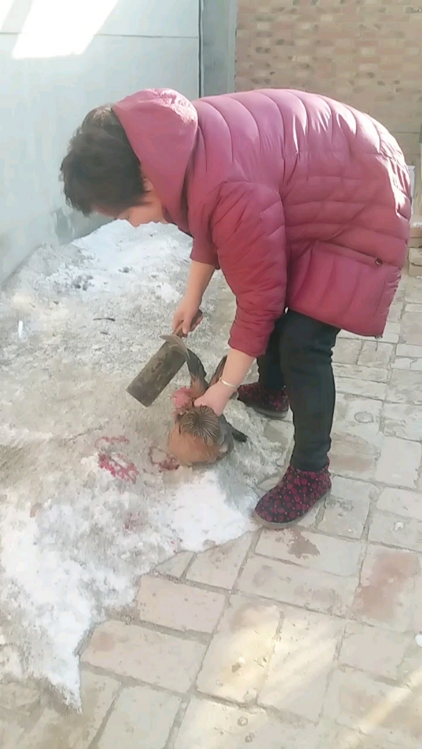 杀鸡给鸡放血了