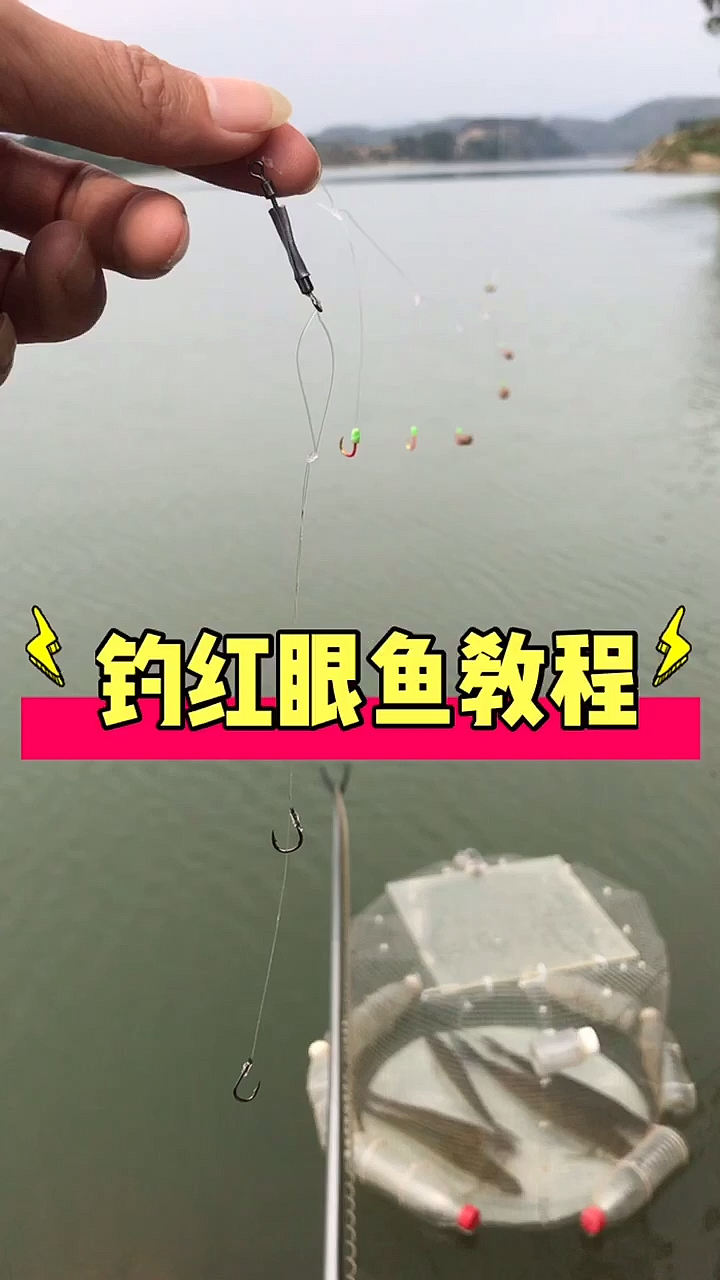 #钓鱼#野钓赤眼鳟红眼鱼教程