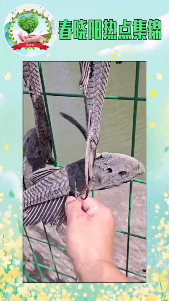 害鱼清道夫专吃鱼卵破坏生态平衡,希望大家深刻认识到外来物种危害性,禁止放生。