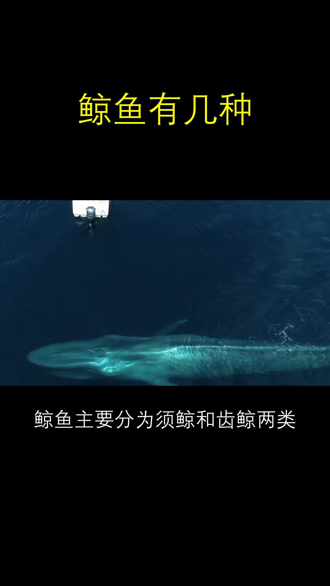 鲸鱼有几种