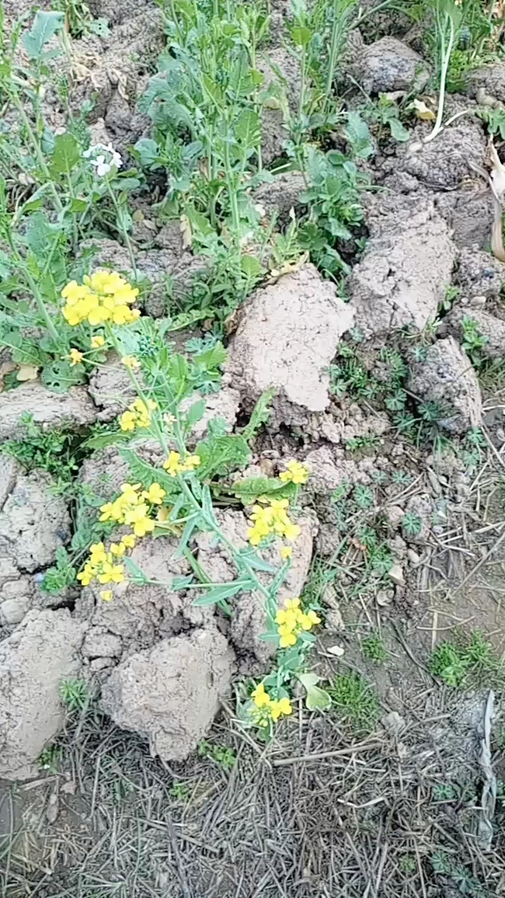 美美的油菜花,来个特写,都可以做壁纸了,