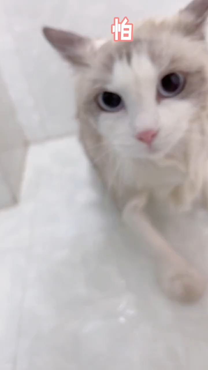 #我家萌宠成精了#汤圆:我再也不多管闲事了!