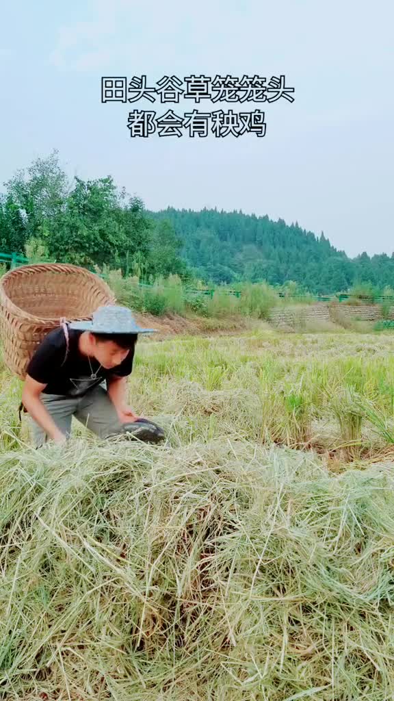 打完谷子捉秧鸡,你们听过秧鸡型顾头不顾尾吗?什么意思?四川方言能承包你的笑点吗?#四川话,