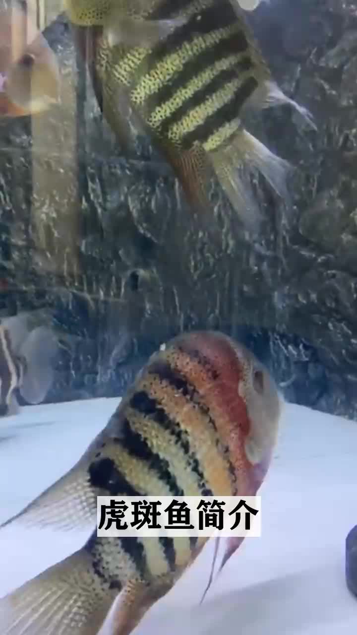 虎斑鱼简介