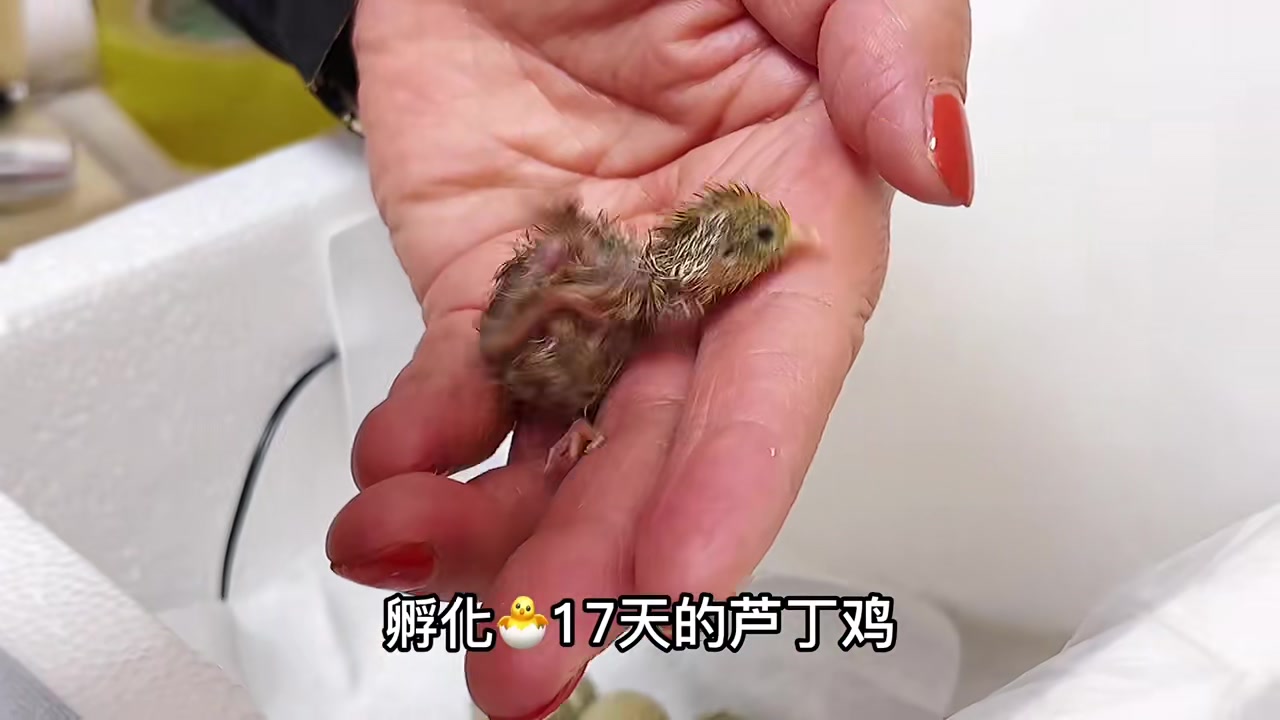 历时17天,芦丁鸡蛋终于孵化出来了!