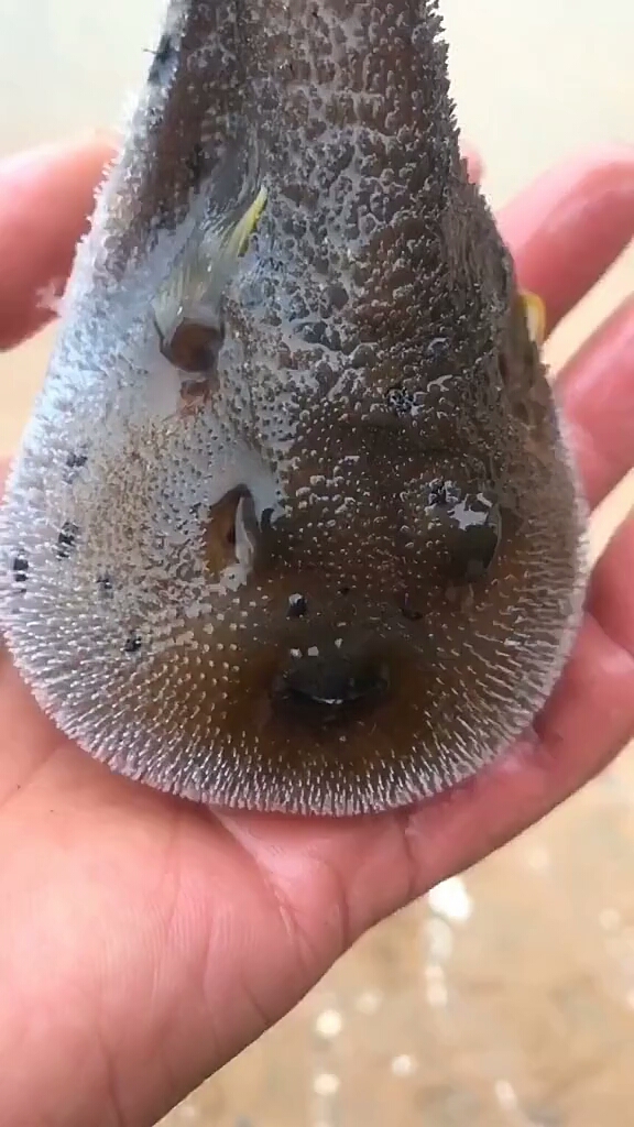 老铁们,见过生气鱼吗