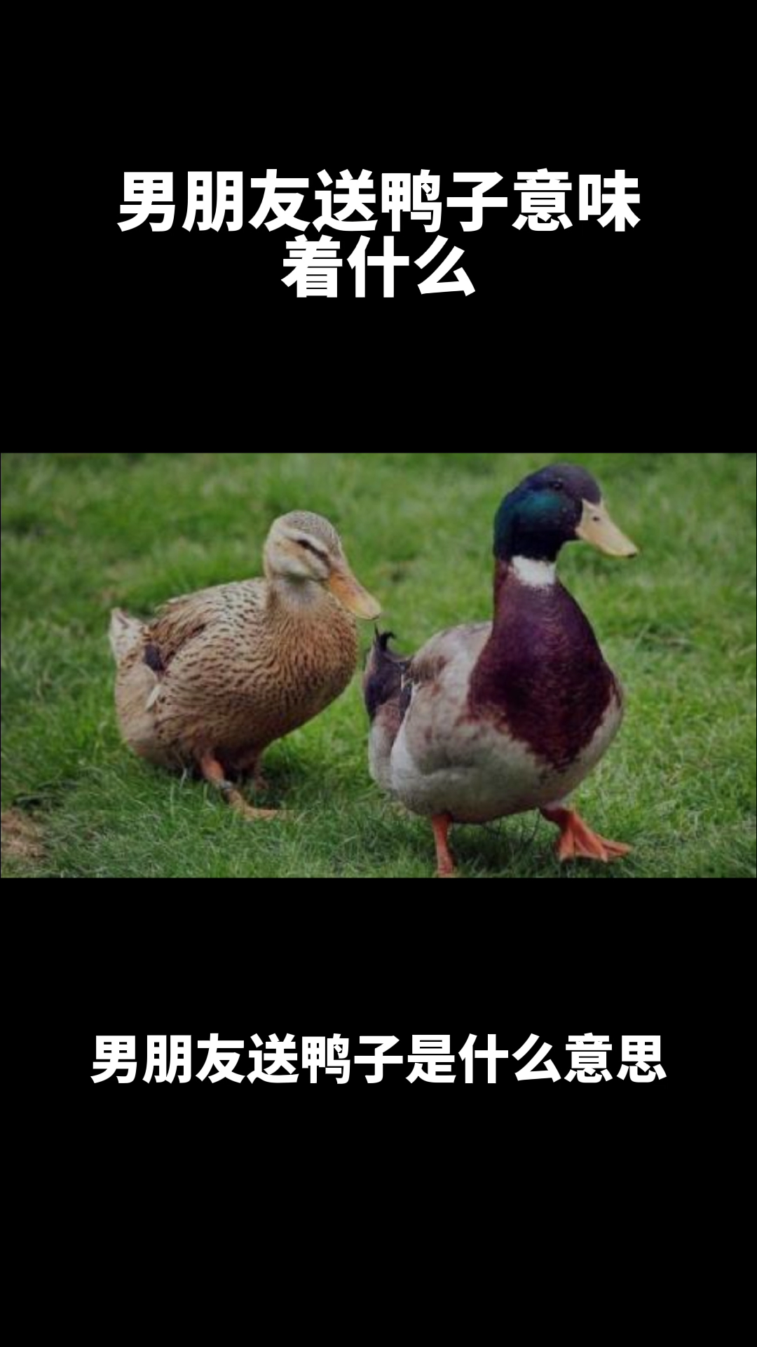 男朋友送鸭子意味着什么?