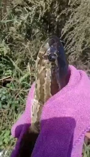 蛇头鱼