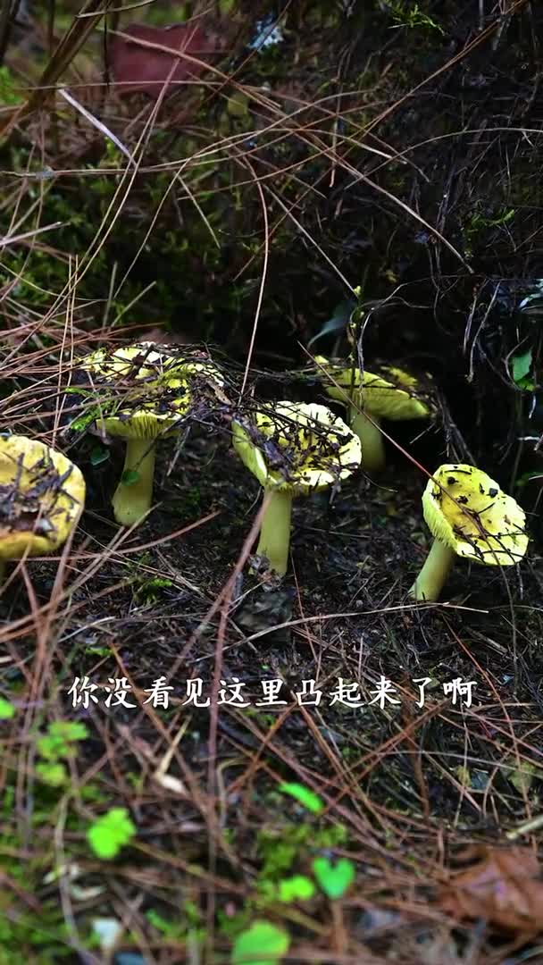 你会做这样的号角吗,我们叫牛葛,小时候我爸教我的,小虾米真好吃。