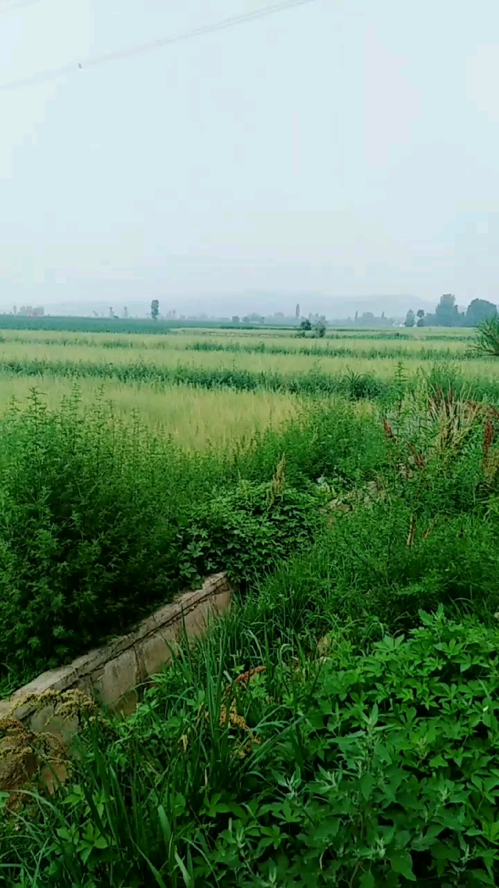 百亩油菜花己成熟收获的季节