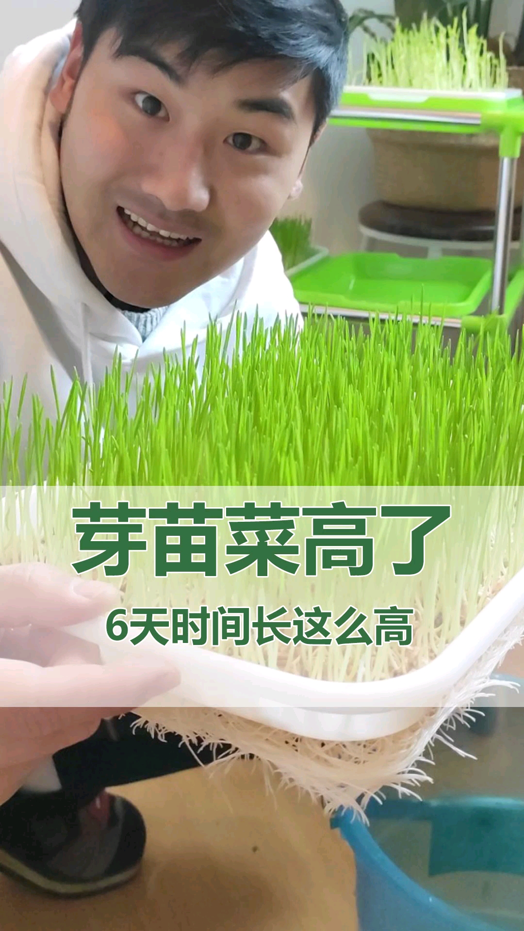 #好物推荐#家里种这个菜,能吃一冬天