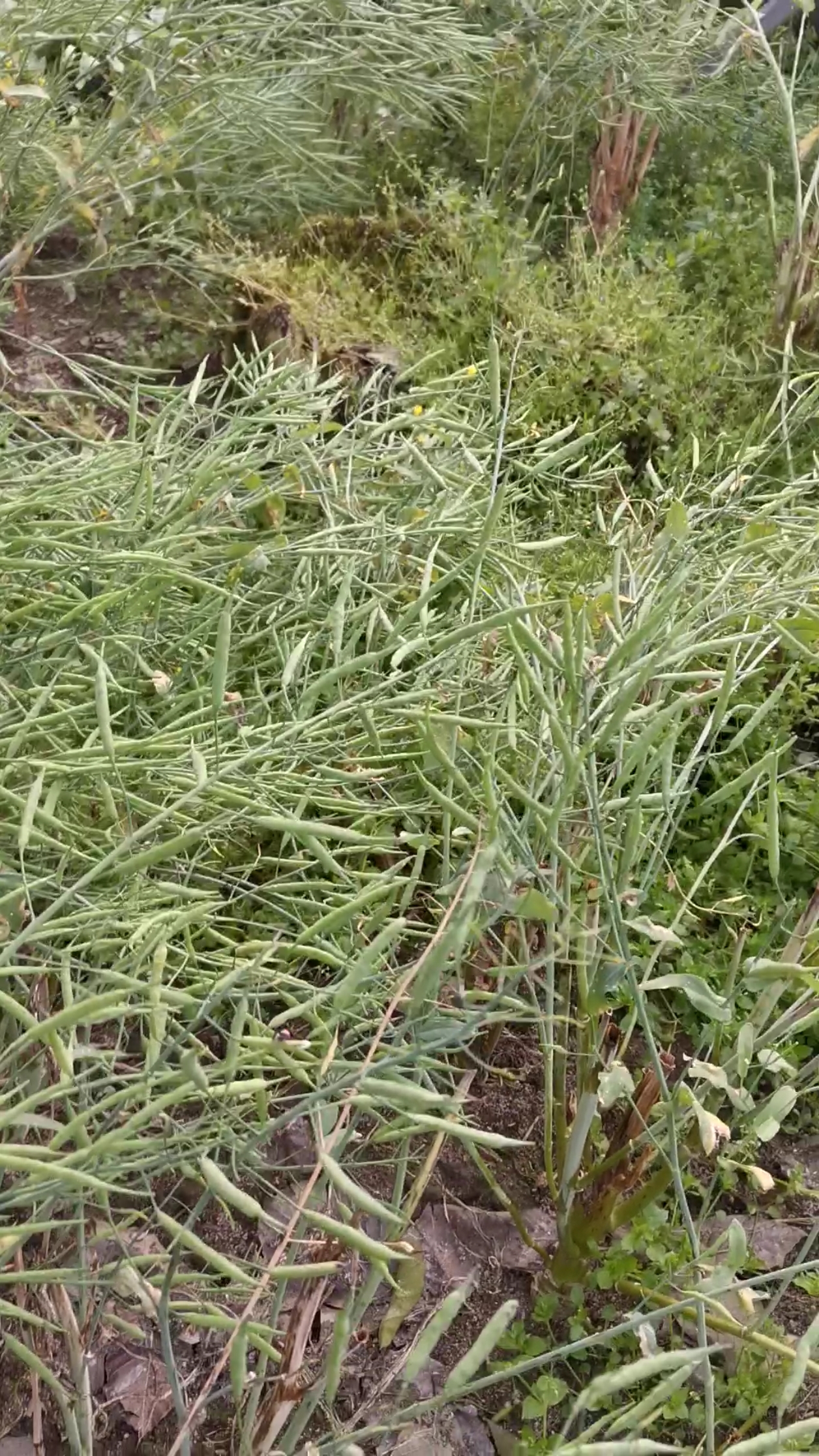 #油菜花的变迁#油菜花已谢，油菜籽正在缓缓成型。