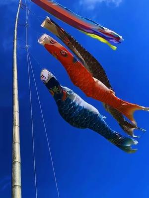 #日本 5月5日是男孩节,家有男孩的会买这样的鲤鱼旗。表示鲤鱼跳龙门#日本风土人情 #日本