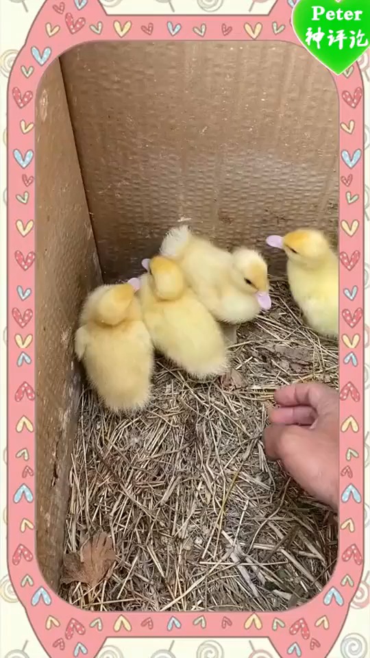 #搞笑视频#小黄鸭好可怜啊