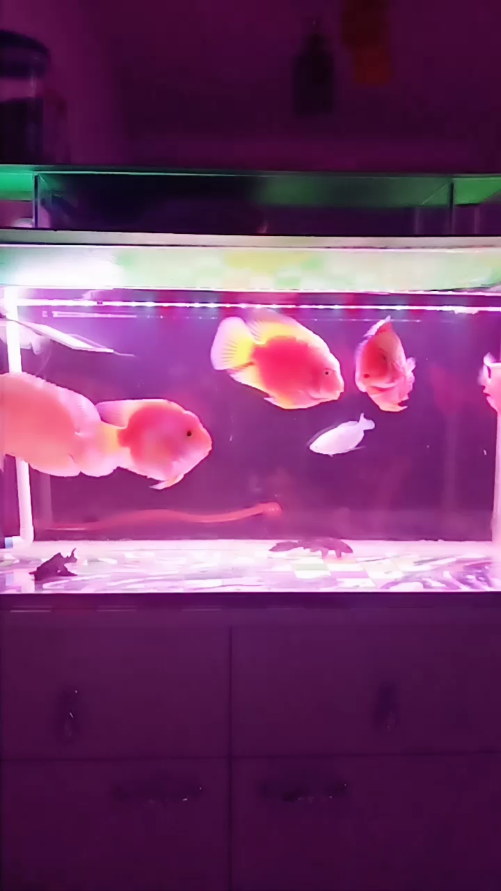 接吻鱼