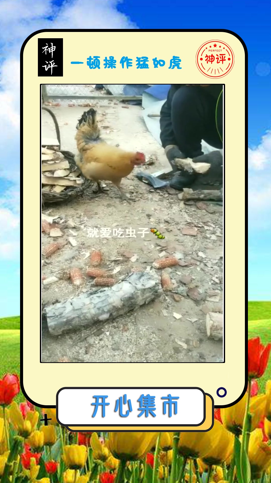 #我要上热门#就这只公鸡,居然只吃虫子,这该咋办?