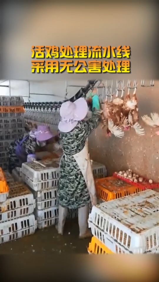 #奇闻趣事抢先看#活鸡处理流水线,采用无公害处理,肉质想不鲜美都难!