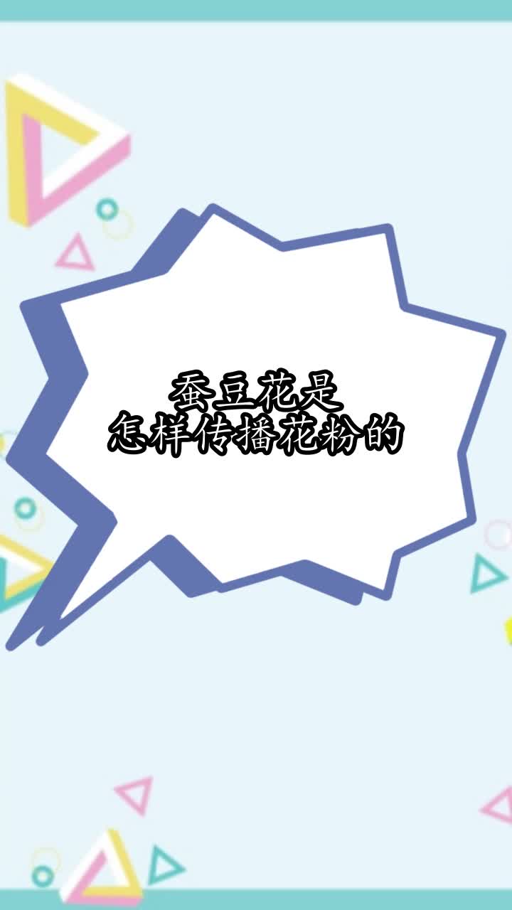 蚕豆花是怎样传播花粉的,你学会了吗